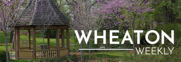 Adams Park Spring Tree