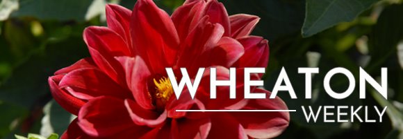 Wheaton Weekly