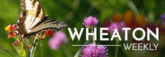 Butterfly on a Flower