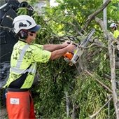 Public Works Tree Cleanup