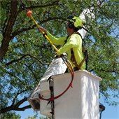 Crew Member Trimming Tree