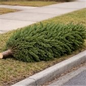Christmas Tree at the Curb