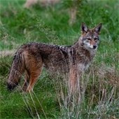 Coyote