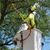 Worker in a Lift Pruning a Parkway Tree