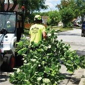 Crew Member Cleaning Up Tree Branch