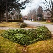 Tree on the Side of the Road