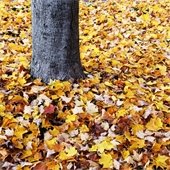 Leaves Around a Tree