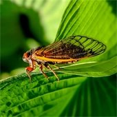 Cicada