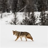 Coyote