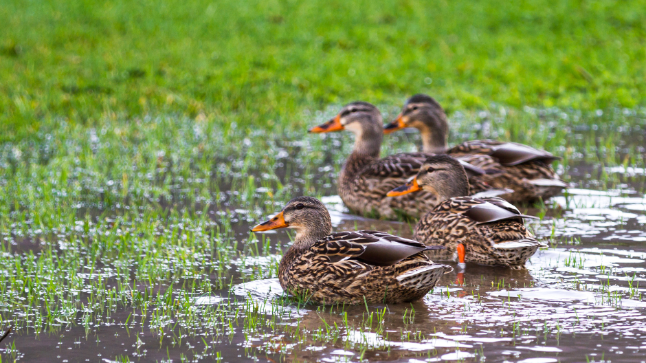 A family of four ducks swimming in a flooded residential yard.